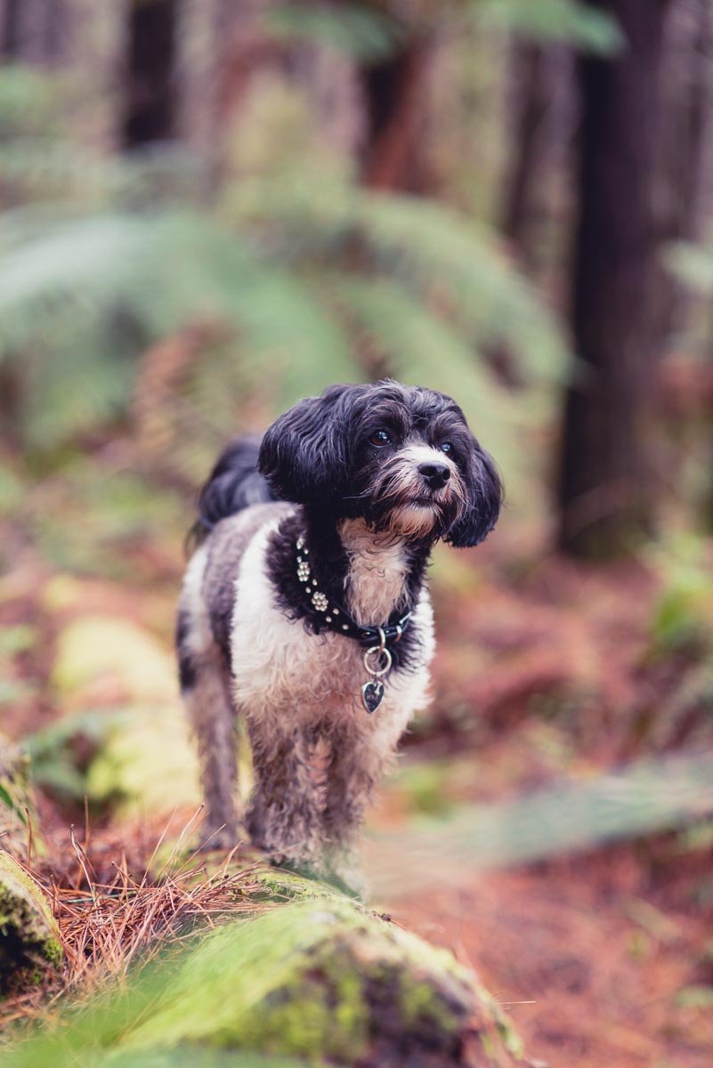 forest dog photoshoot