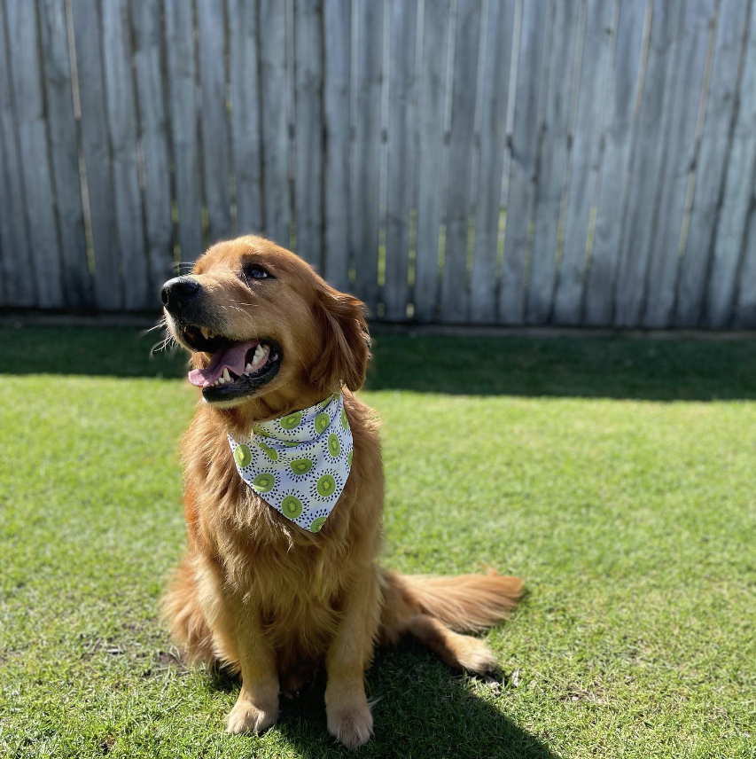 dog bandana