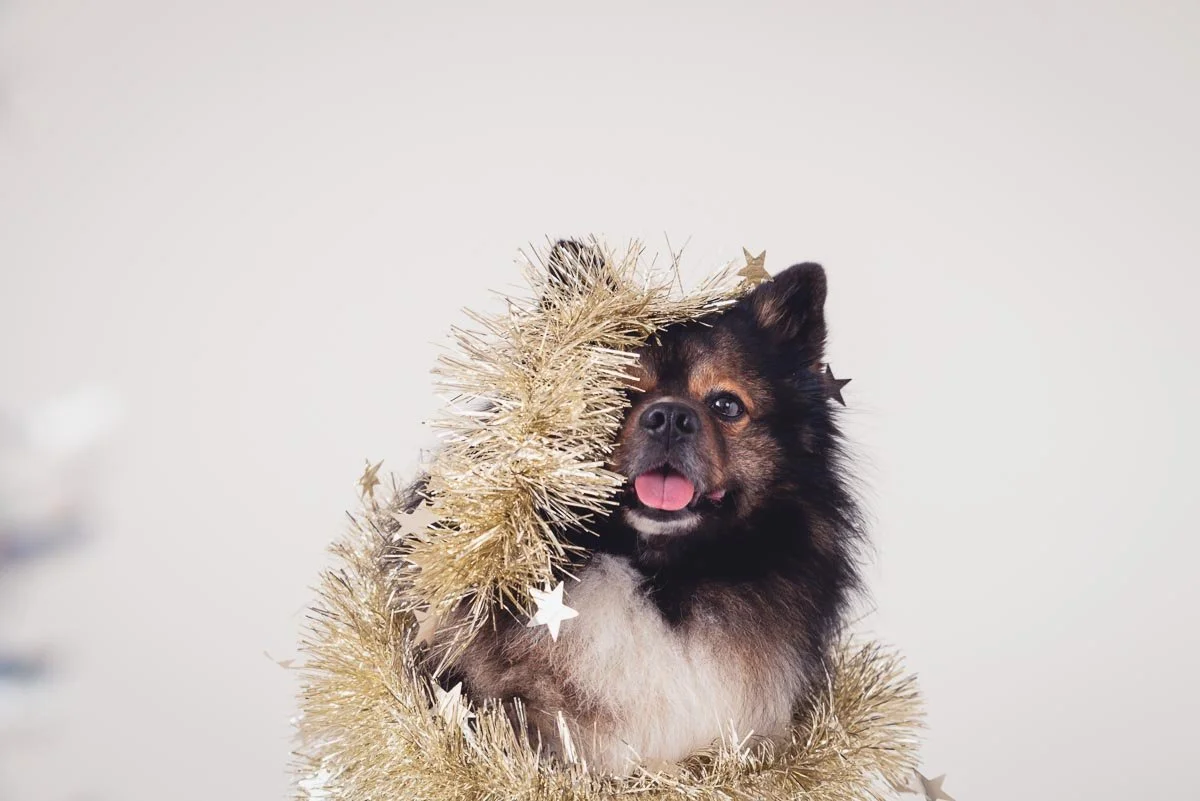 kimmie balto web(10 of 10).jpg
