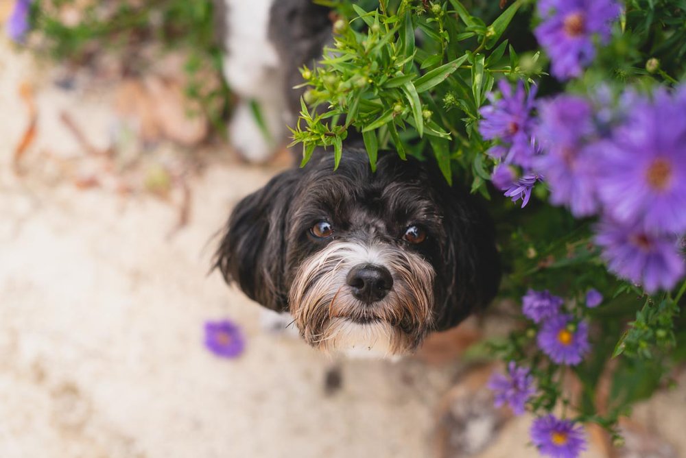 parnell rose garden dog friendly