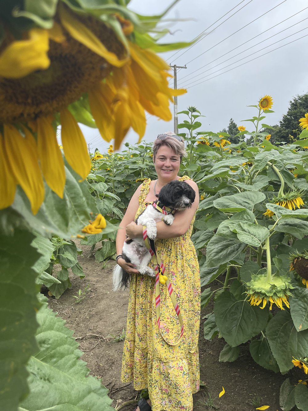 dog friendly sunflower farm