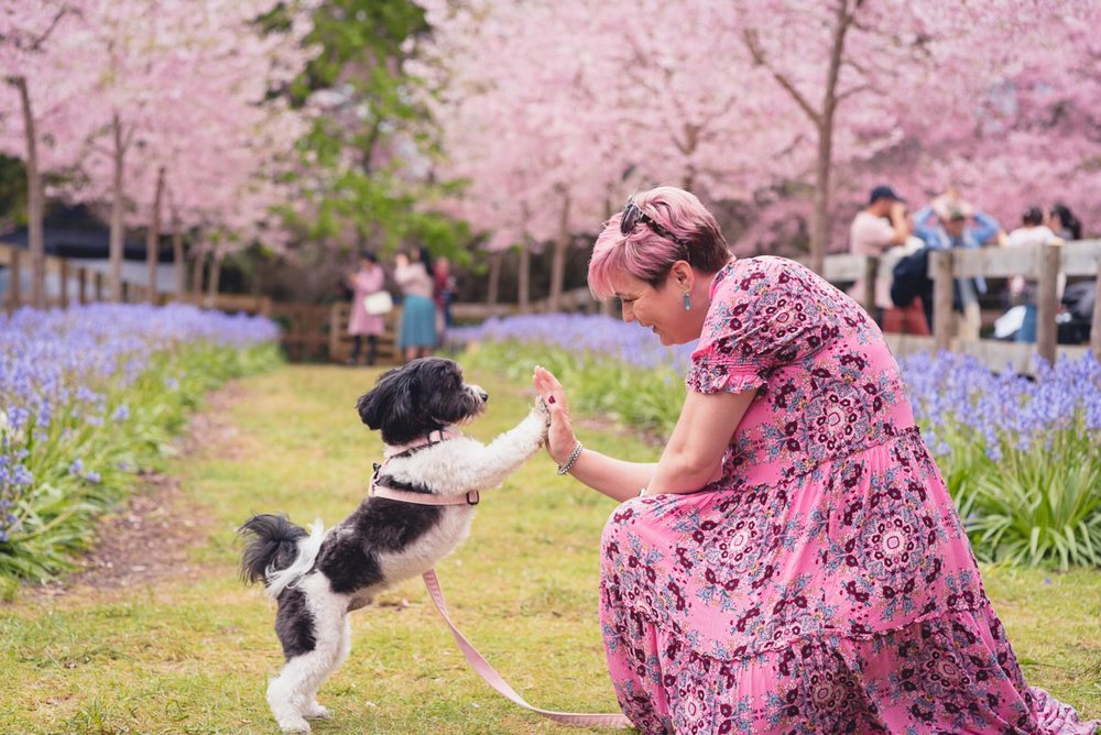 dog friendly blossom festival