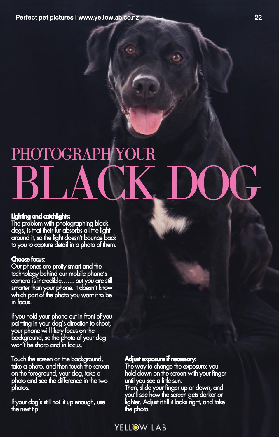 how-to-photograph-black-dog.png