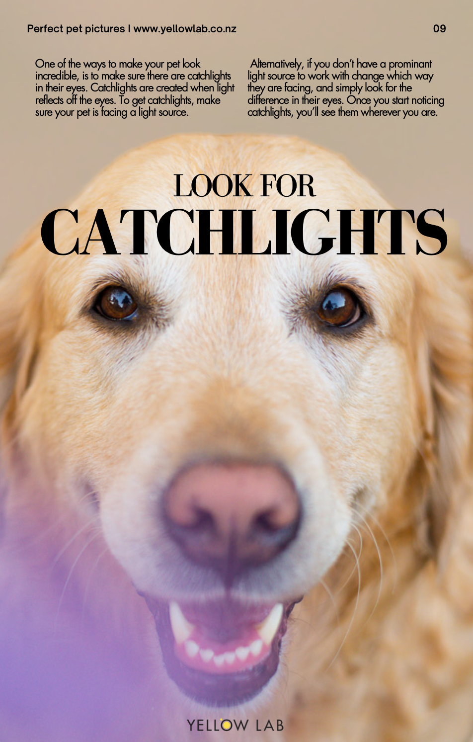 catchlights-dog-eyes-pictures.png