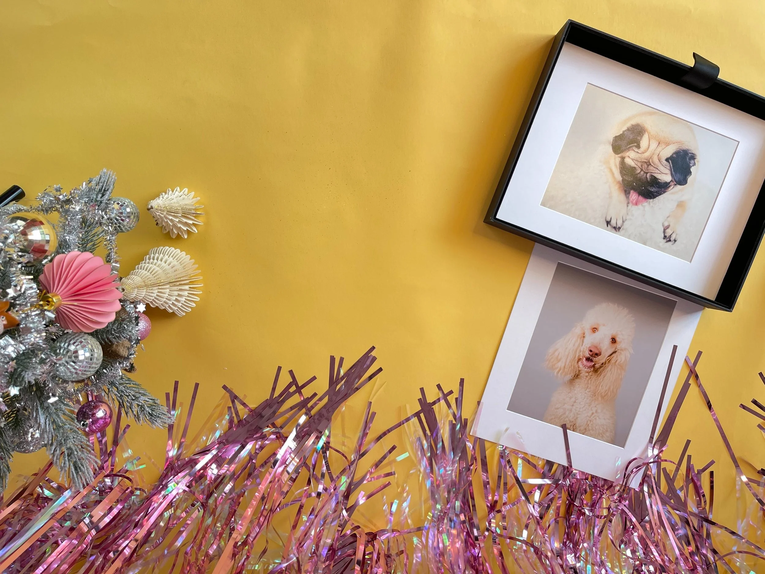Dog photoshoot gift voucher