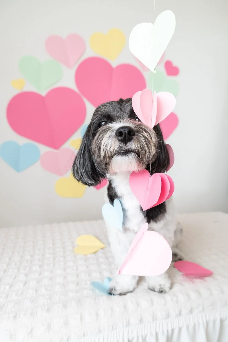 Love a puppy photo for charity
