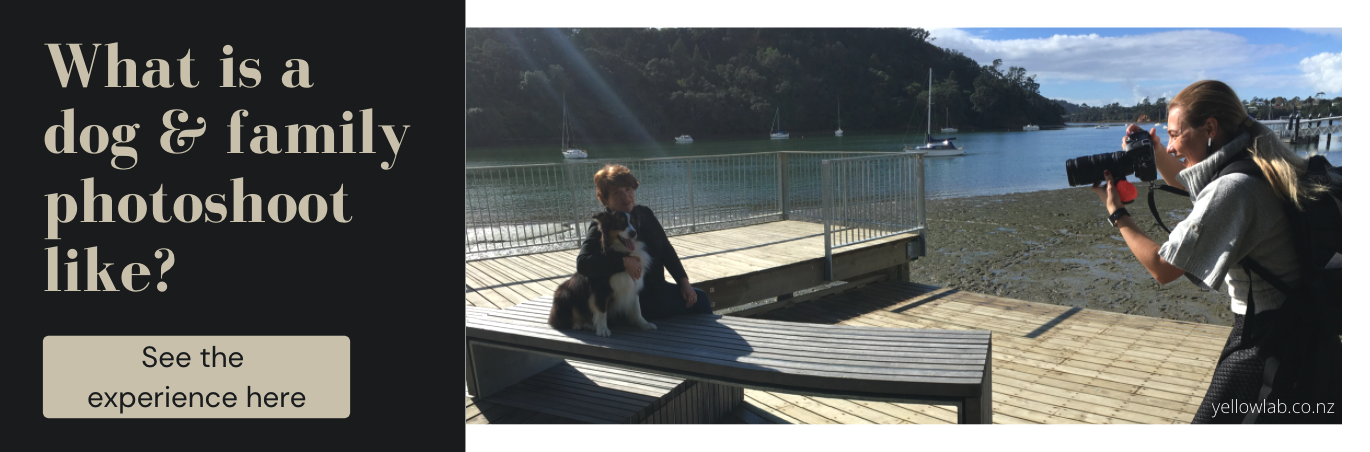 What an Auckland dog photoshoot is like.
