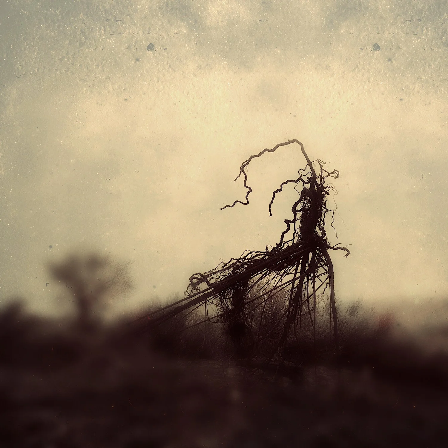 uprooted | migrant