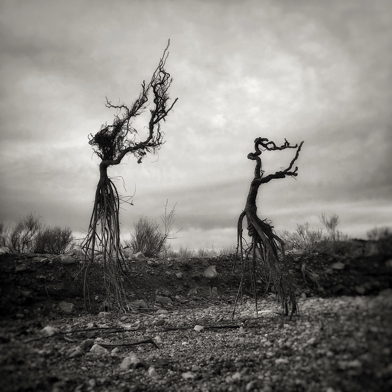 uprooted | tango