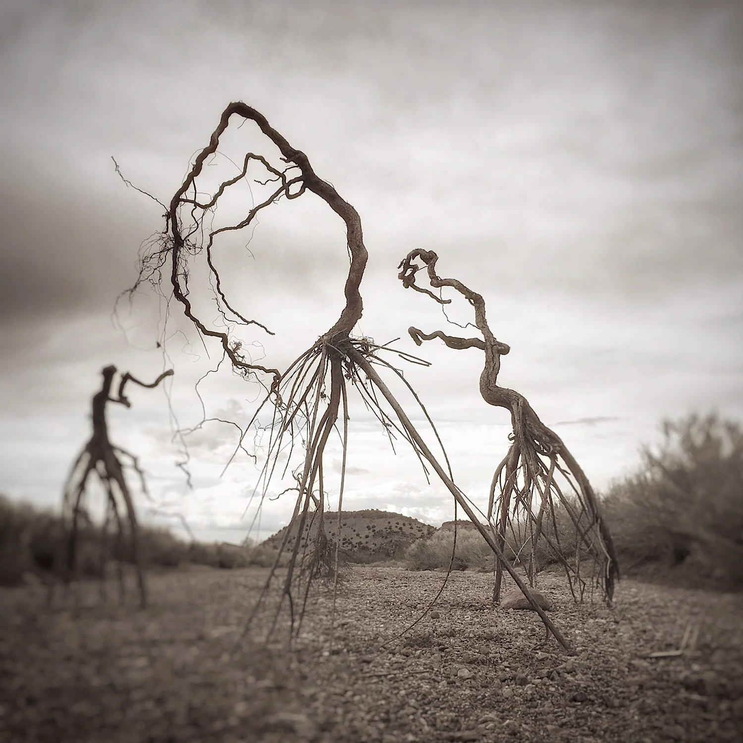 uprooted | family