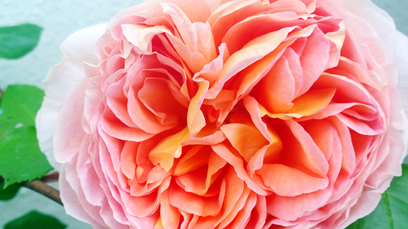 WP_20140519_14_00_56_Pro.jpg