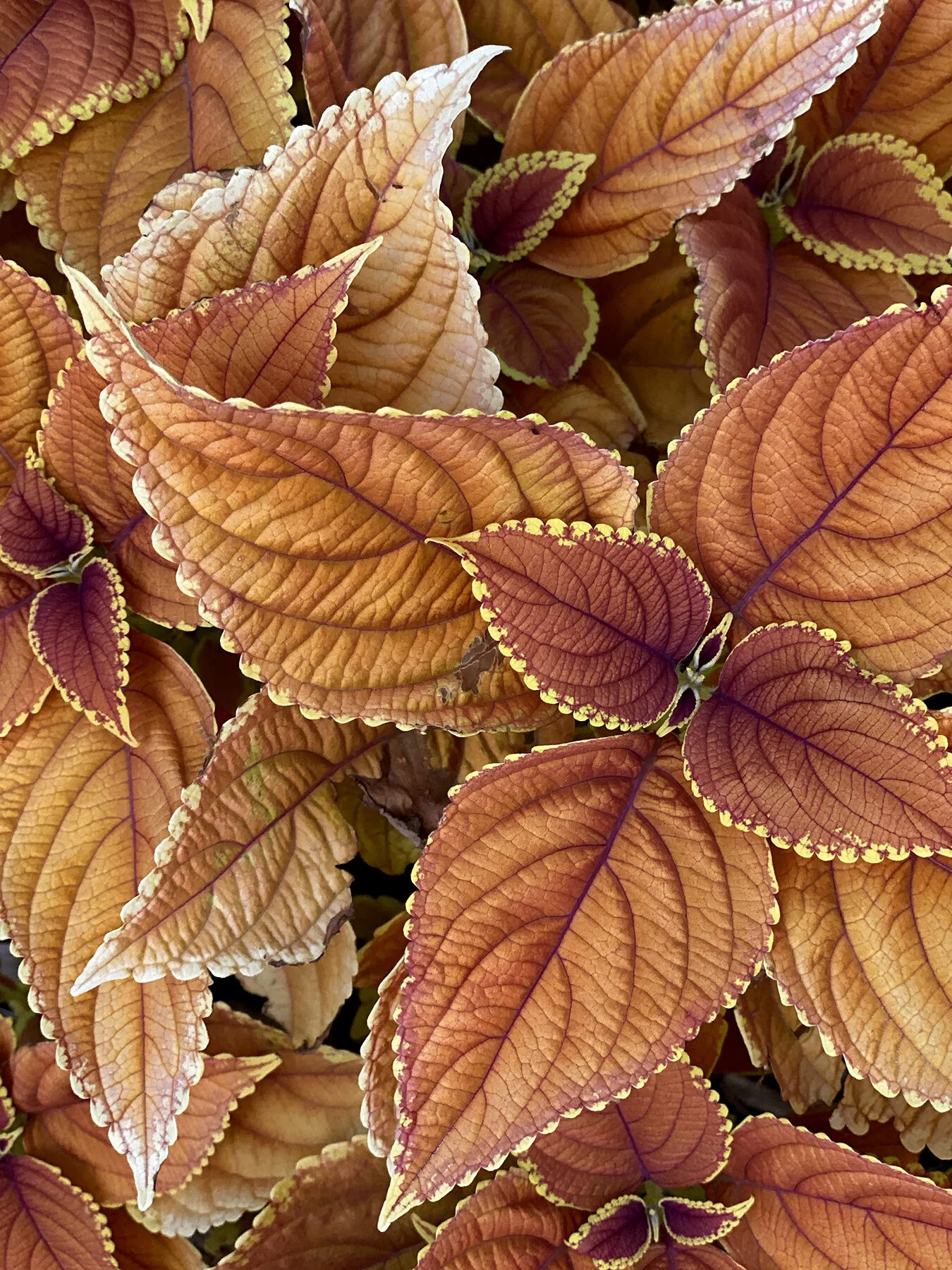 Social_Squares_Burnt_Orange_Styled_Stock_Image021.jpg