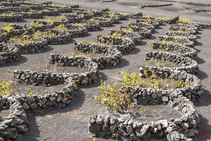 la geria lanzarote.jpeg