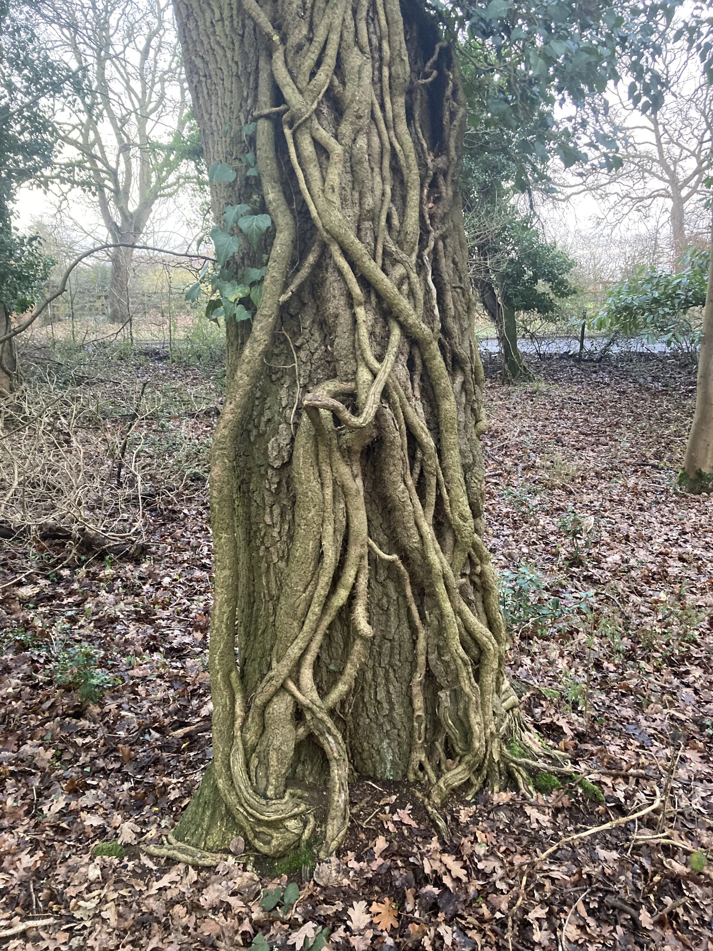 Helix hedera - Common Ivy.