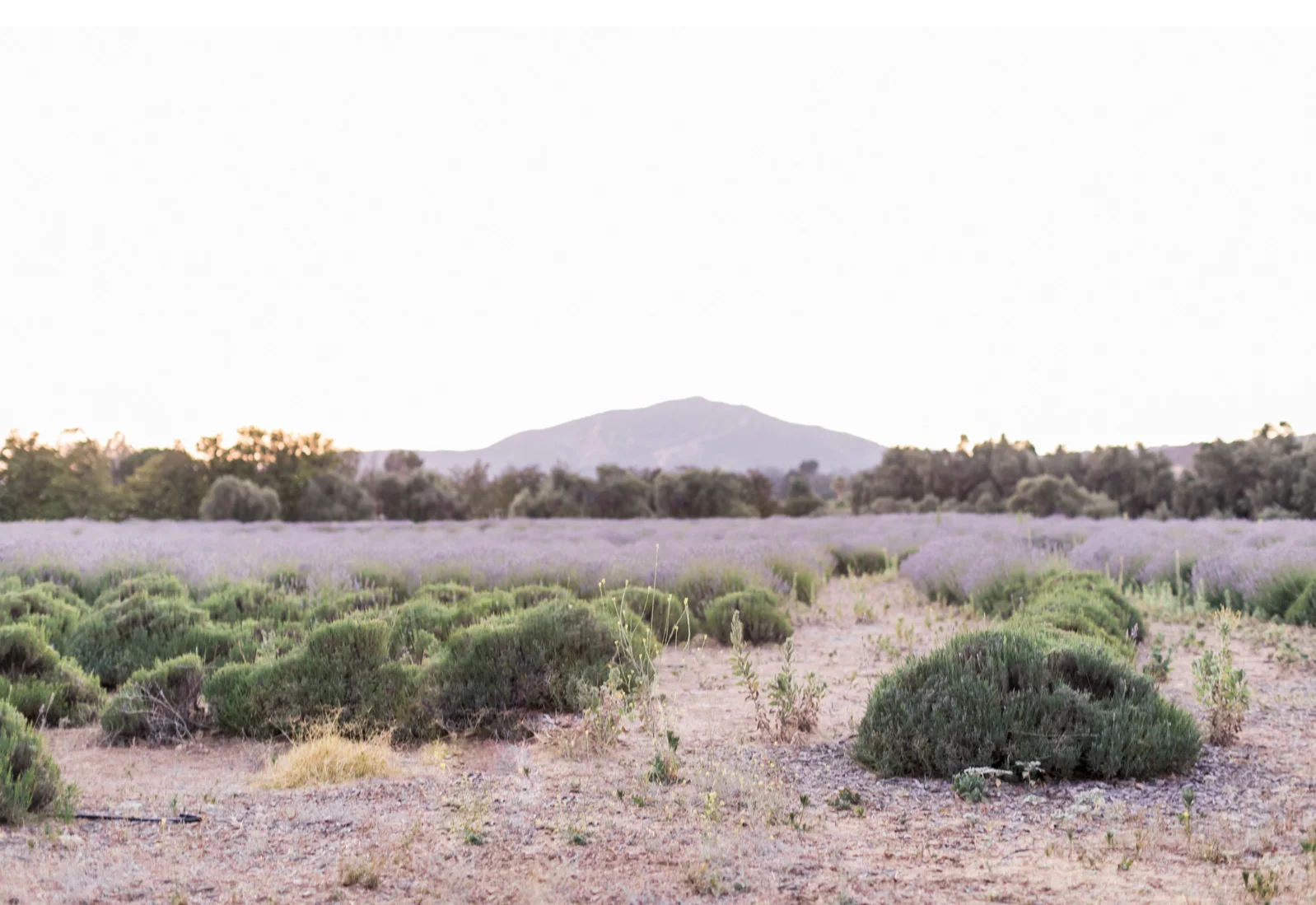 California-Lavender-Field-Wedding-Natalie-Schutt-Photography-Style-Me-Pretty_04.jpg