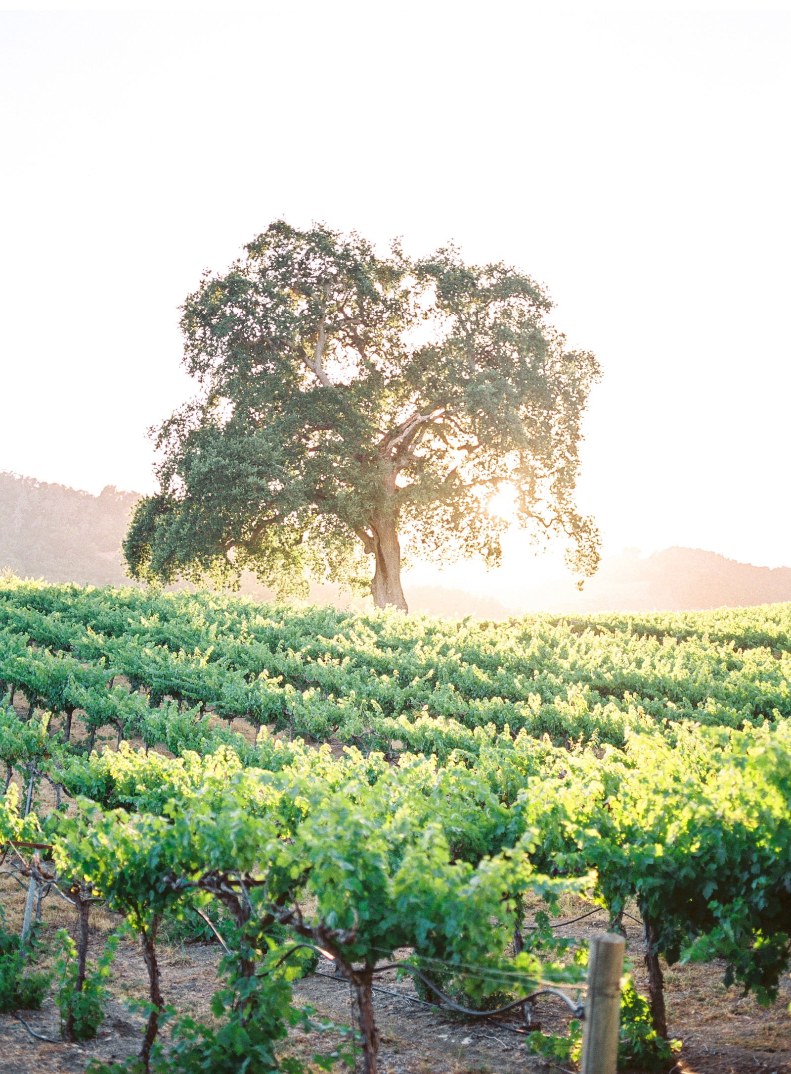 Southern-California-Wedding-Natalie-Schutt-Photography_06.jpg