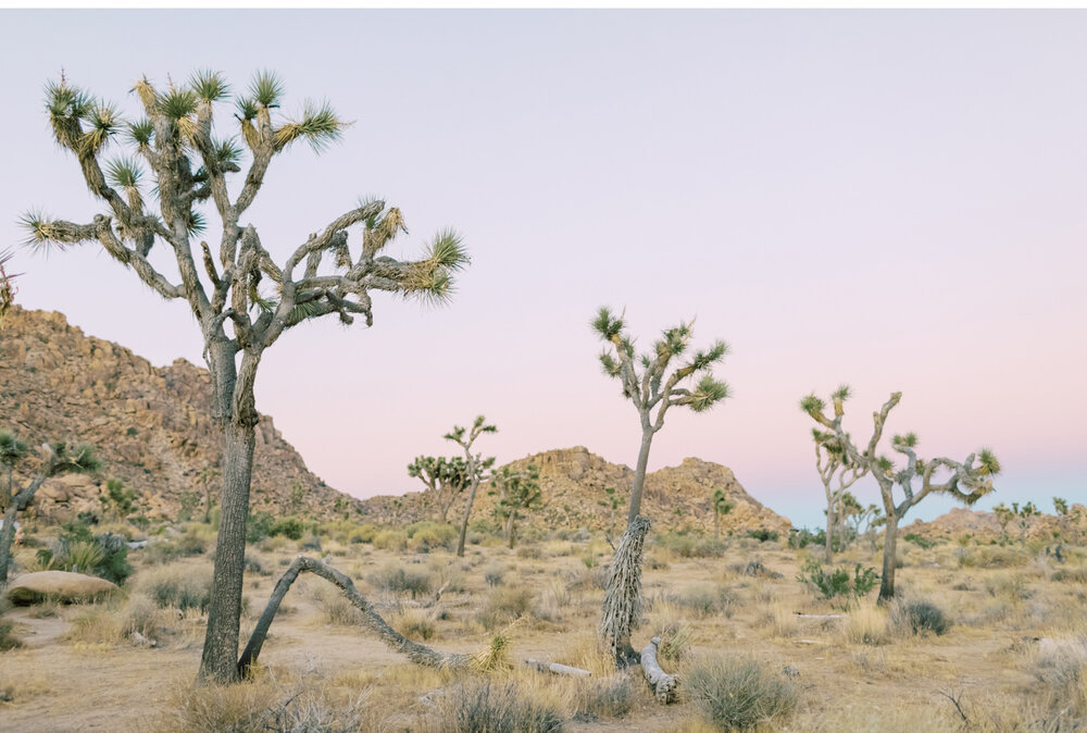 Maternity-Photo-Ideas-Golden-Hour-Photography-Light-and-Airy-Joshua-Tree-Desert-Photos-Pregnancy-Photo-Ideas-Old-School-Photo-Style-Photo-by-Natalie-Schutt-Photography_12.jpg