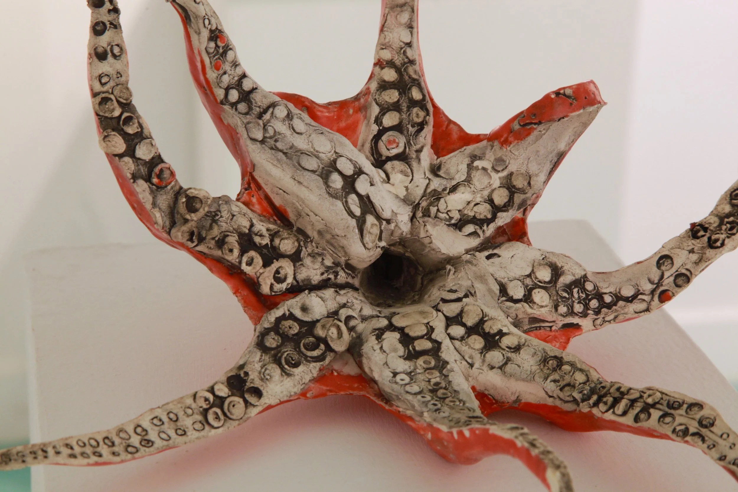 Octopus Underside
