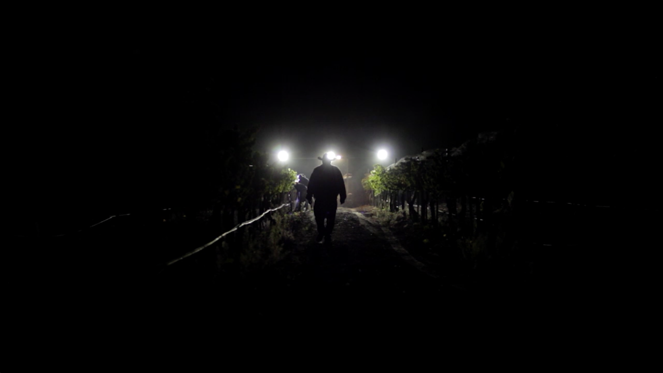 Los Olivos Excerpt