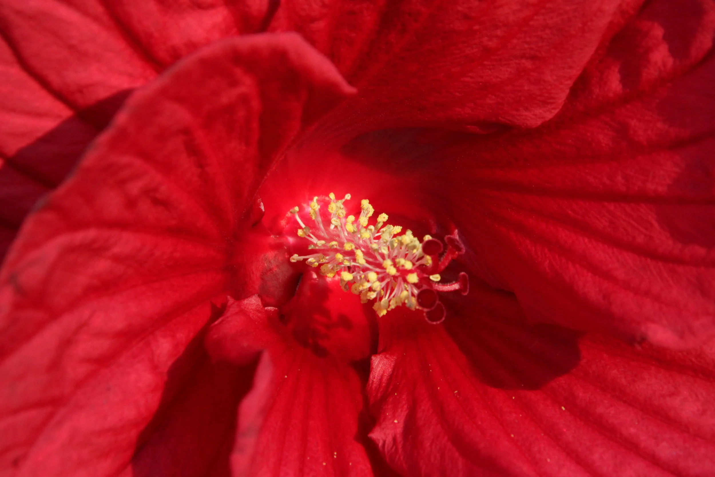 Hibiscus