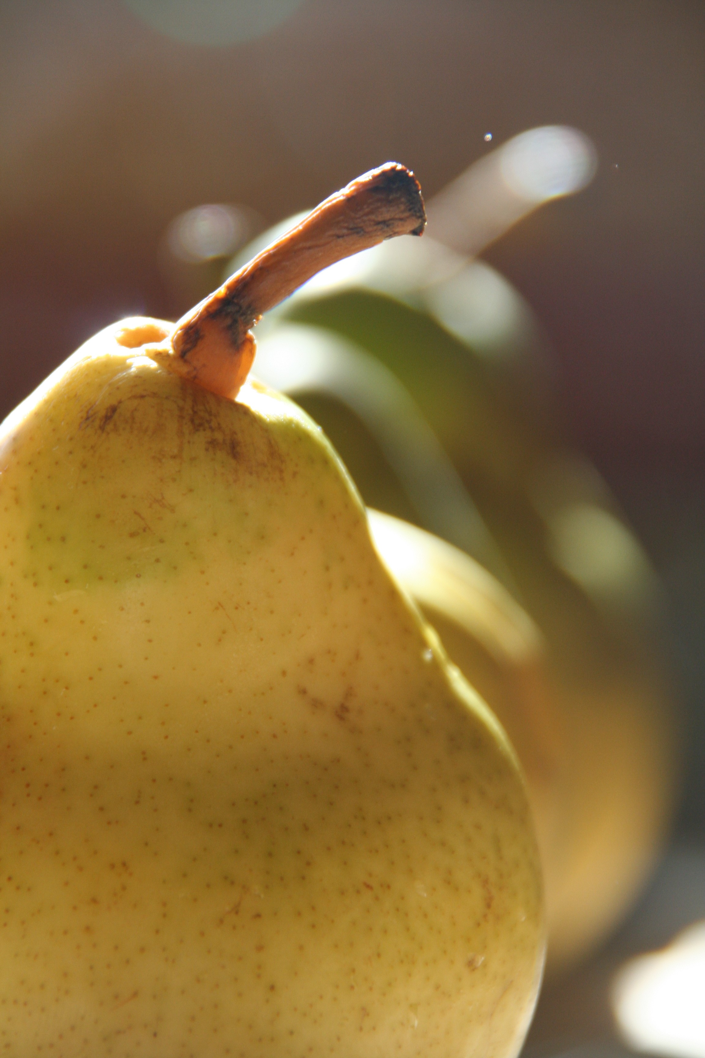 Pear.jpg