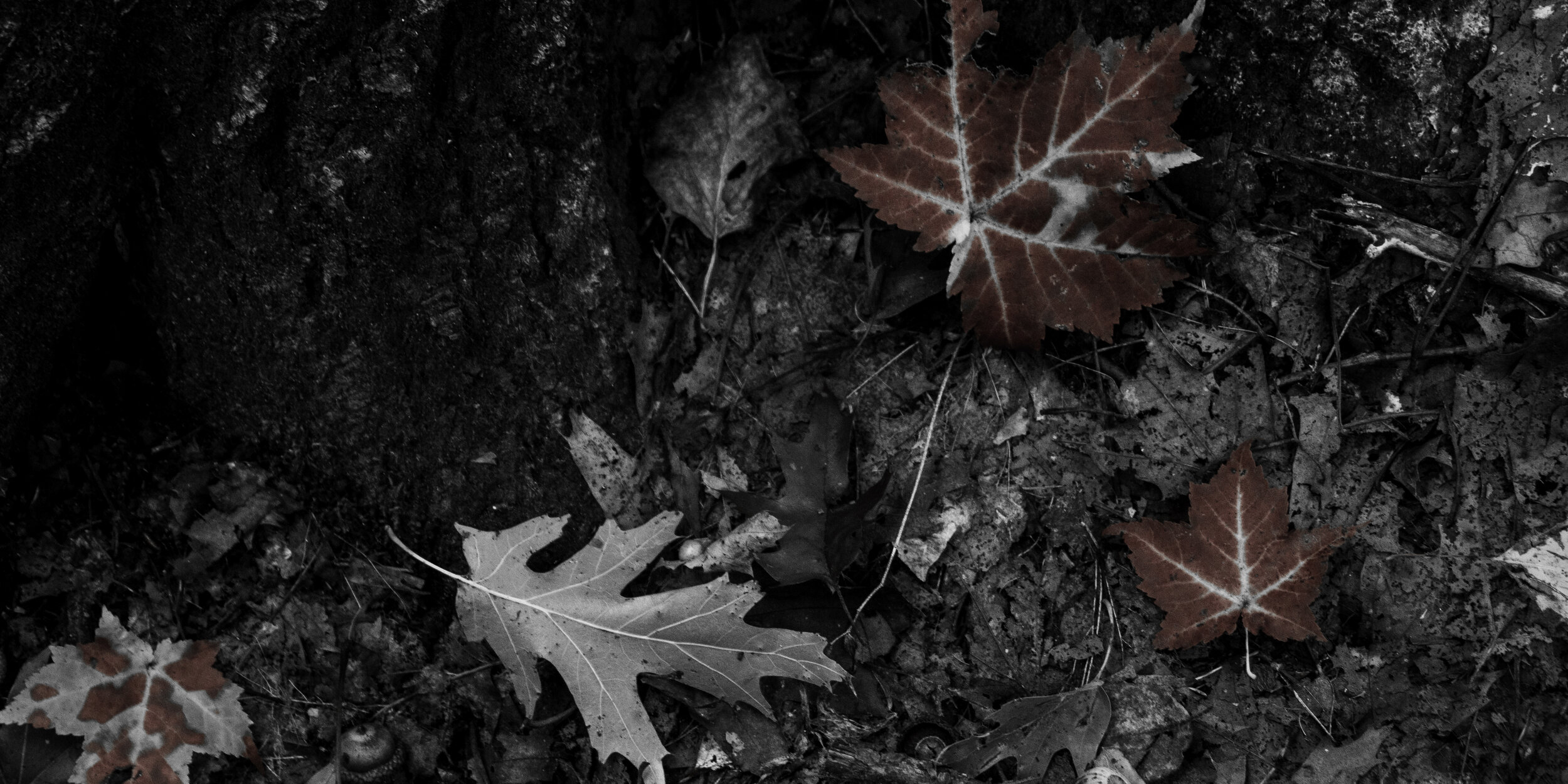 Leaves_Colorize Red_1500x750.jpg