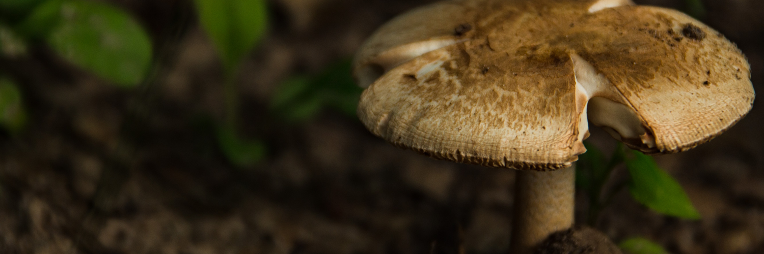 Mushroom Banner.png