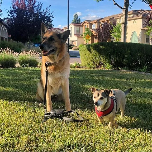 Work, chores, walks. 24/7