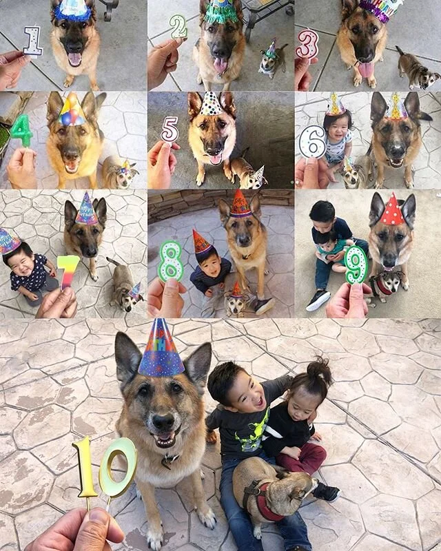 10 years of Birthdays. Happy Birthday Dunder. When I took that first birthday picture, I never could have imagined the adventures that would follow. ❤️❤️❤️