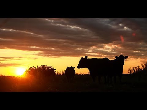 Liturgical Meditations | Epiphany