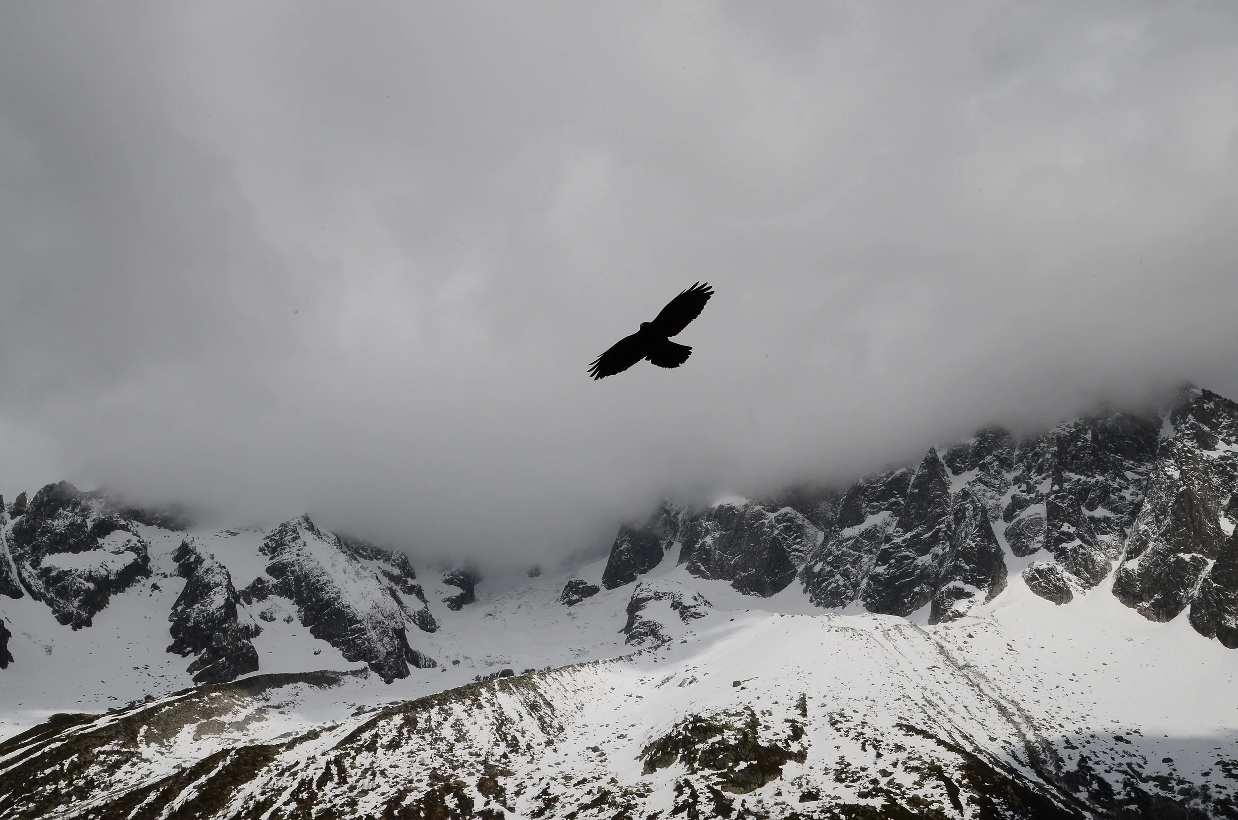 Eagle.jpg