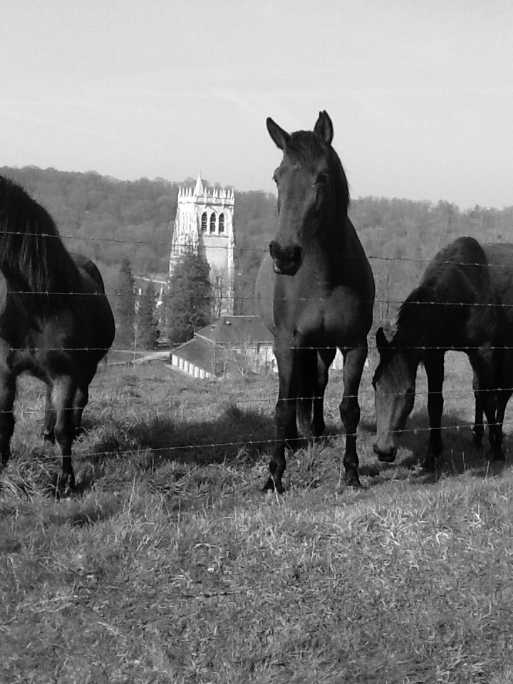 LBHChevaux.jpg