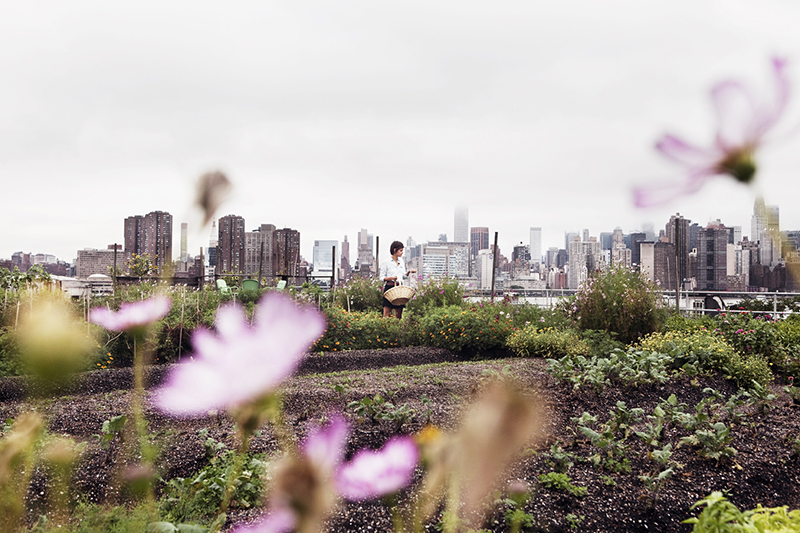 Eagle Street Rooftop Farm - New York