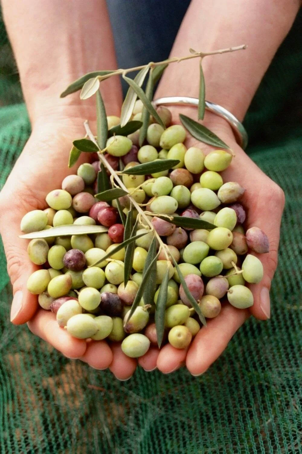 Real Olive Co olives to snack on — Office Pantry