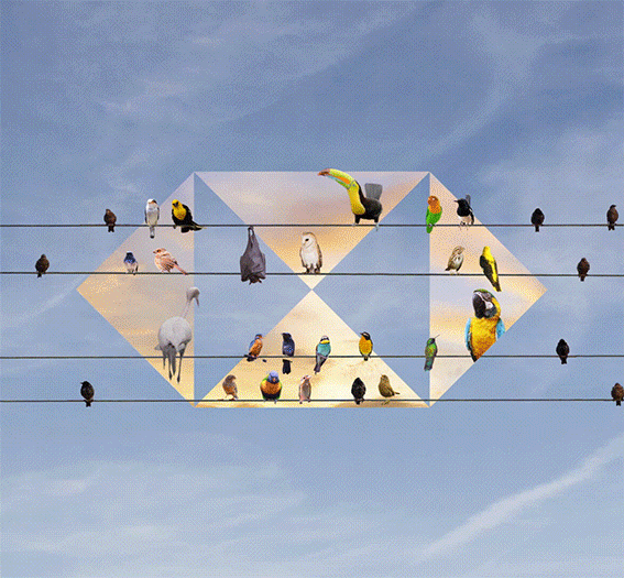 HSBC_birds_2.gif