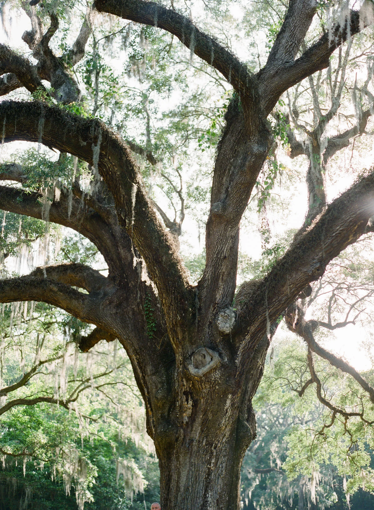 Charleston-Wedding-Legare-Waring-House-76.jpg