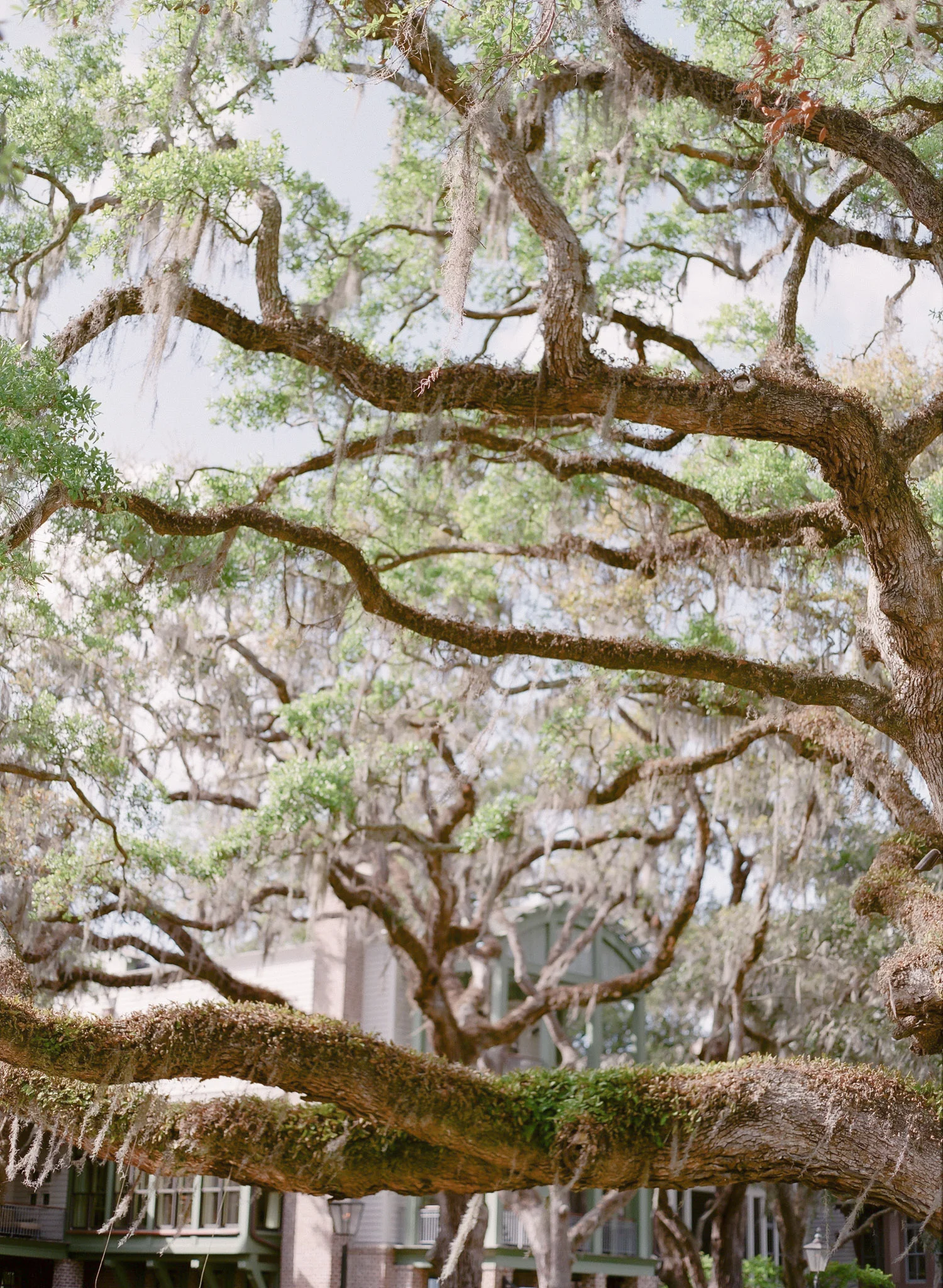 Palmetto-Bluff-Wedding-Photographer-70.jpg