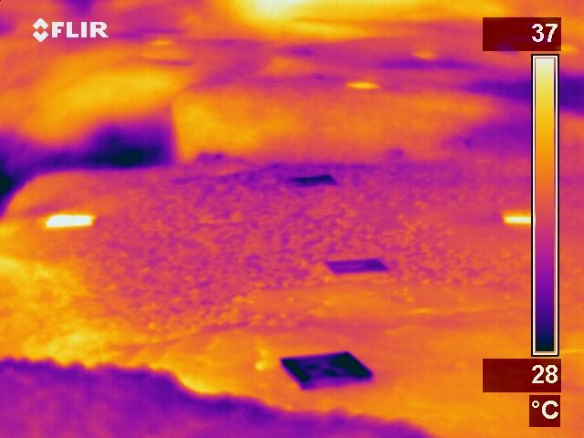 Infrared image of black and white settlement plates during aerial exposure deployed within the midshore region. Black plates are visualised as bright yellow / white colours whilst white plates are dark purple / blue.