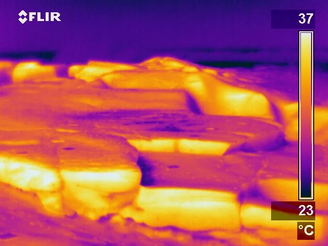 Infrared image of a rocky intertidal shore during a summer low tide.