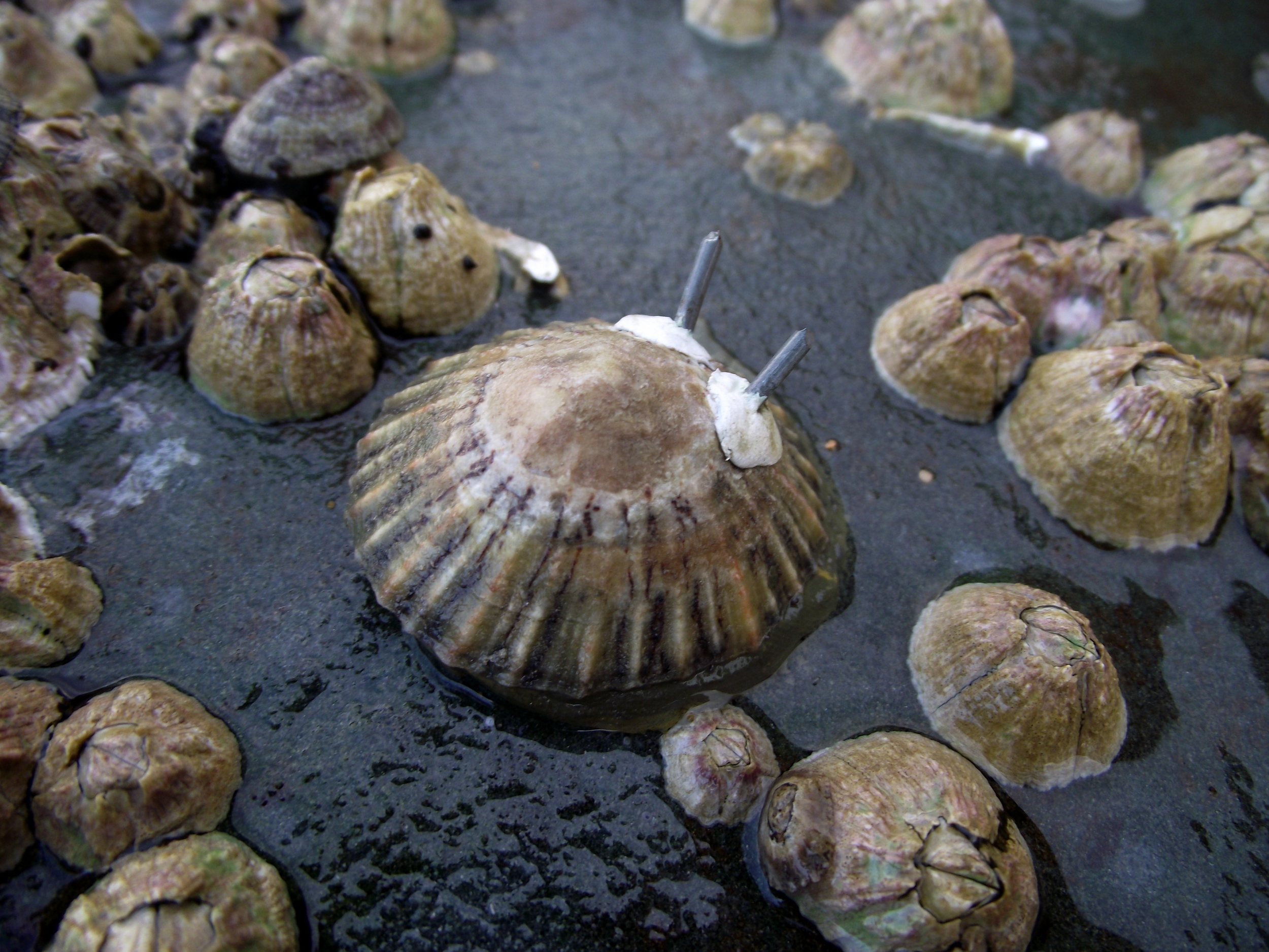 'Robo-limpet' (Cellana tramoserica) used to measure in situ body temperatures.