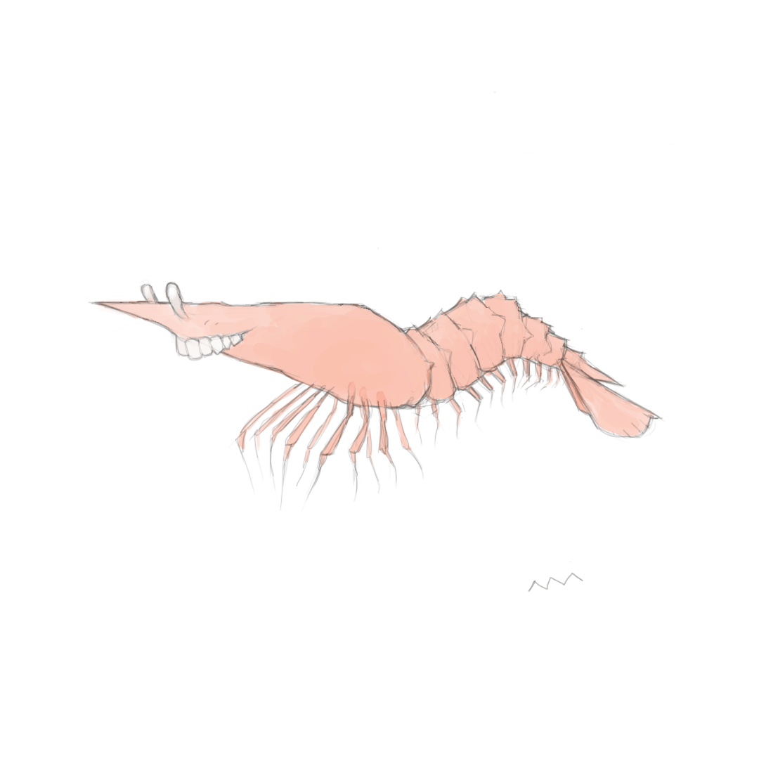 Shrimp.png