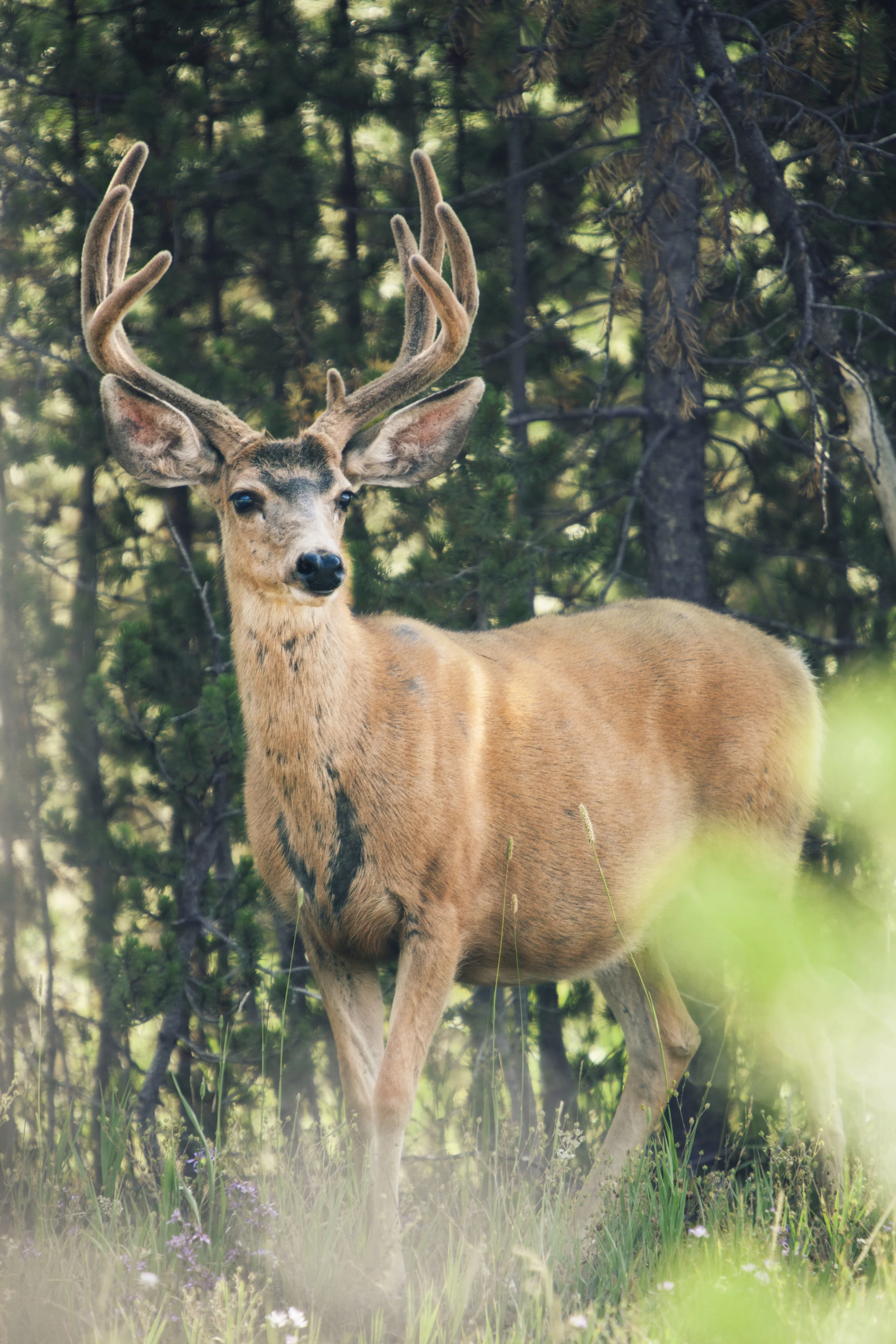 Deer_1.jpg