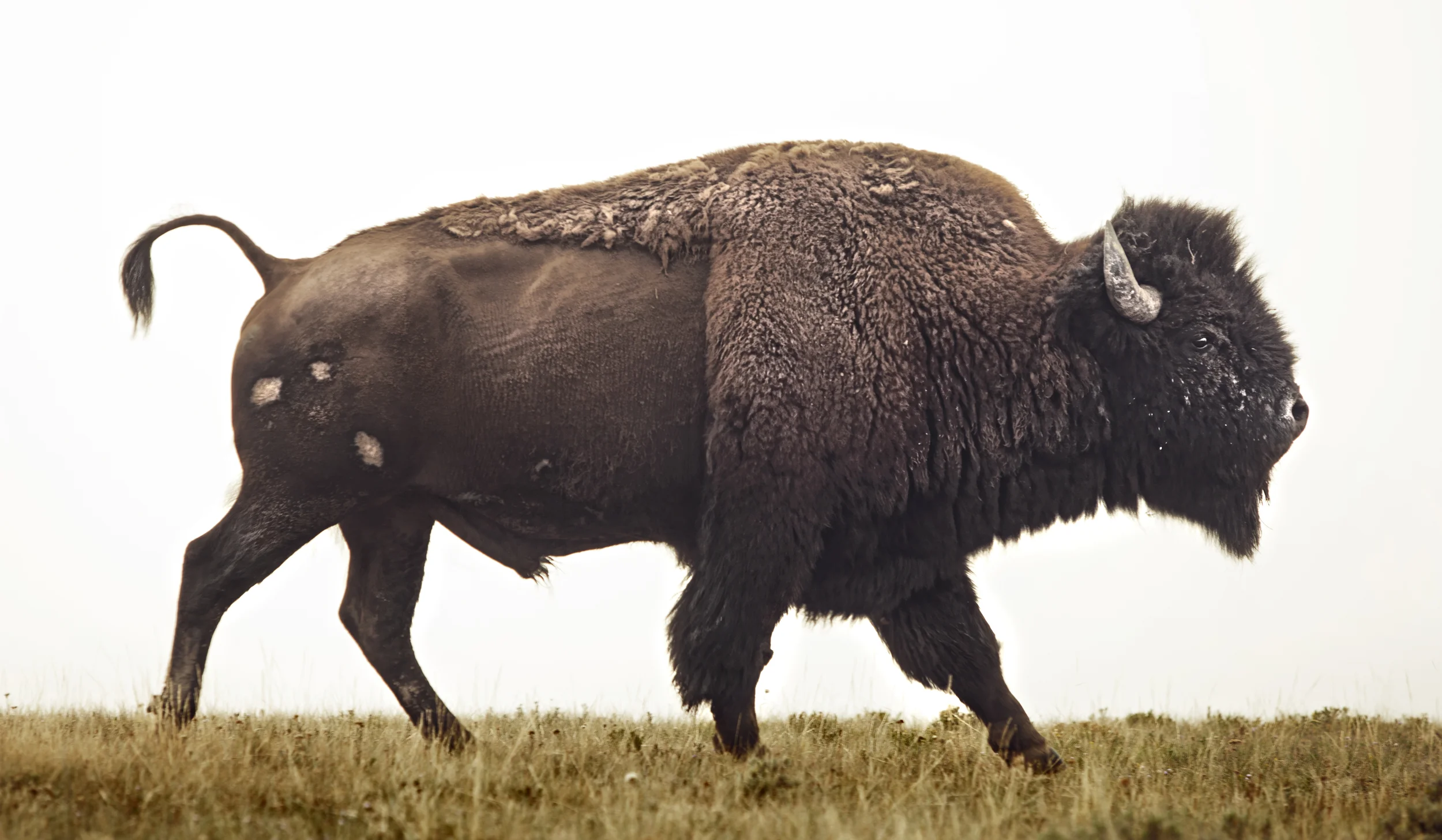 Bison_1.jpg