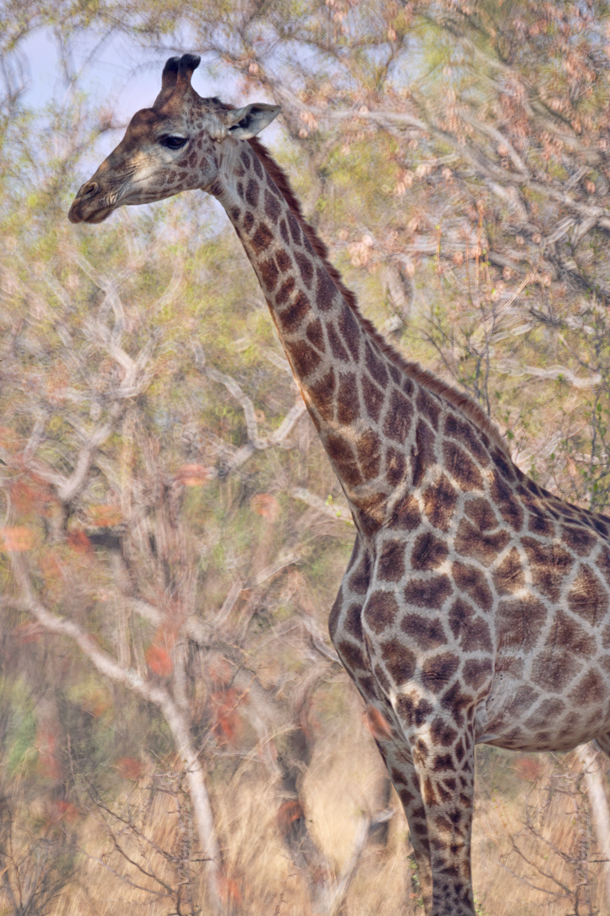 Dut_Nonstop_Mabula_Oct2015_1060.jpg