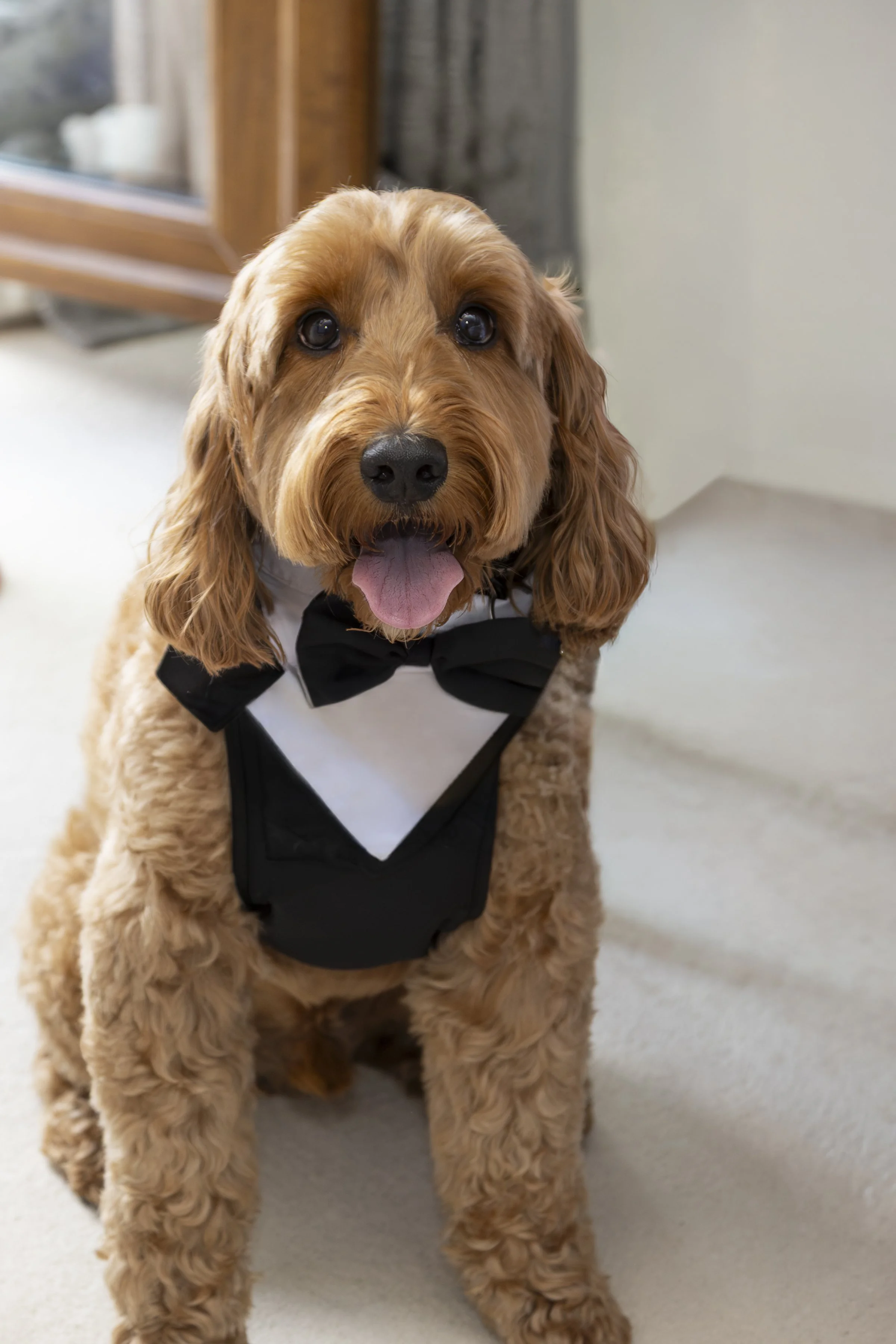 DOGS AT WEDDING BY GARTER WEDDING PHOTOGRAPHY.jpg
