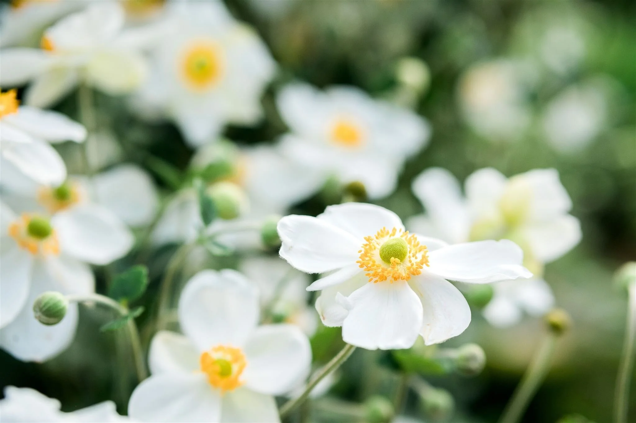 Listwak Formals-54_websize.jpg