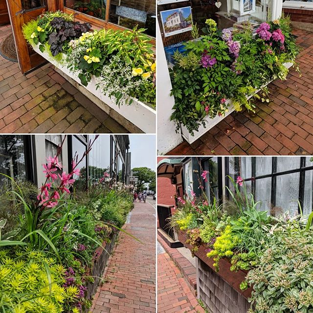 Great color and texture in these Nantucket window boxes! We loved checking out these creative combinations. 
#plantingdesign #containerplants #windowboxwednesday #windowboxes #landscapedesign #landscapearchitecture #plantsofinstagram