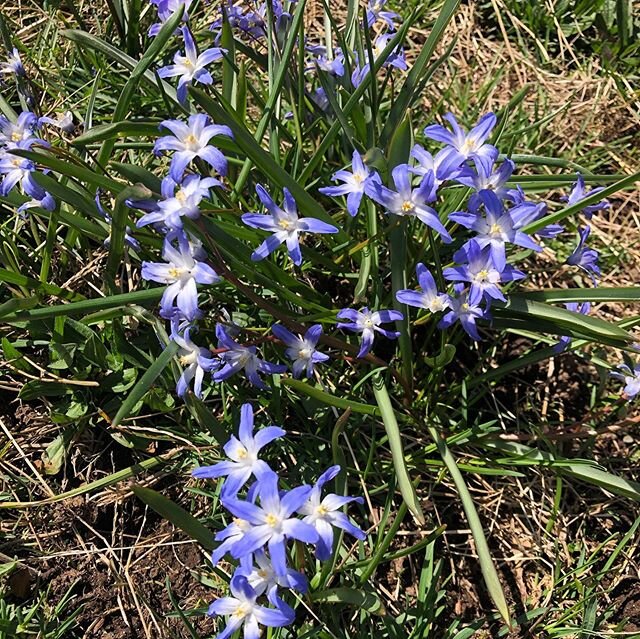 April showers bring... April flowers! Since the CBA team is working from home, we&rsquo;ve all had a bit more time to tend to our personal gardens. Here are a few favorites: Chionodoxa, Daffodil sp., White Muscari, and Scilla. What you have in your s