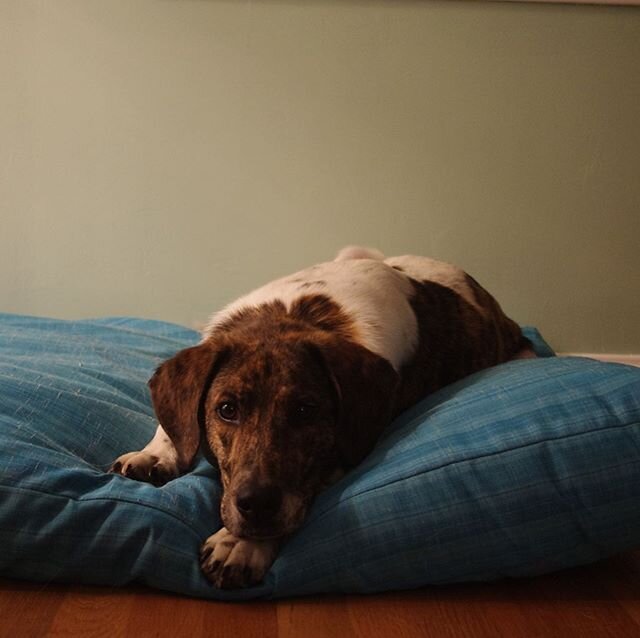 The CBA crew wants to take you on a quick detour to introduce a few of our new de facto work from home coworkers - the pets of CBA! Here is Baxter the doggo, felines Esteban and Jasper, and a selection of blissfully unaware of Covid-19 tropical fish.