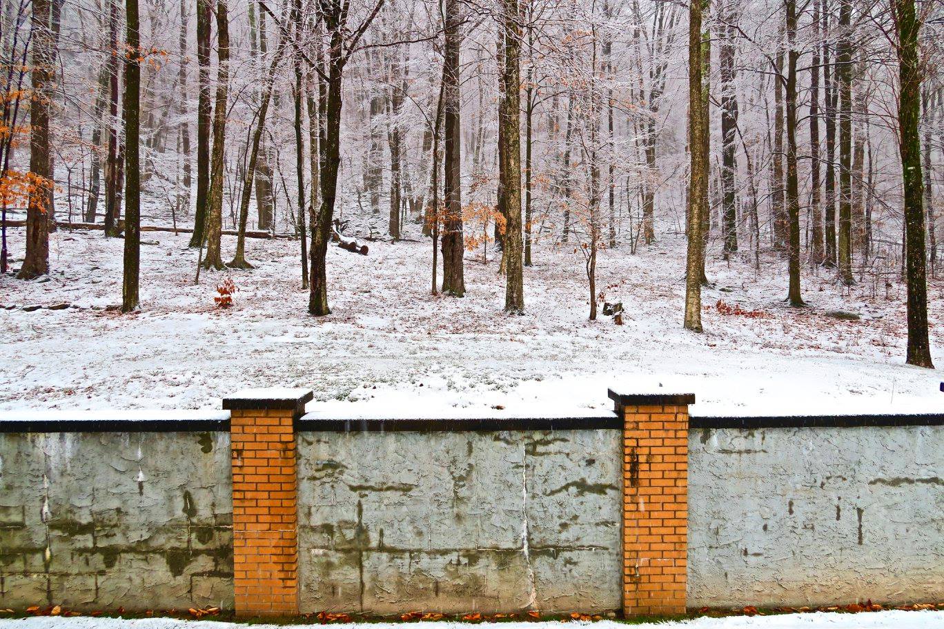 backyard.jpg